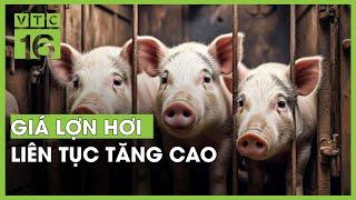 Giá lợn hơi liên tục tăng cao | VTC16