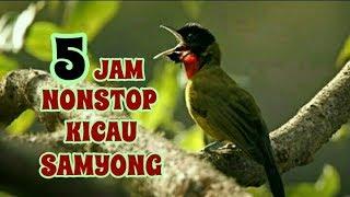 Full Kicau Samyong Nonstop 5 Jam Sangat Cocok Buat Pancingan Burung Kesayangan Anda