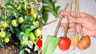 Aloe Vera +Banana + Potato + Tomato as a natural hormone to rooting guava trees cutting fast root