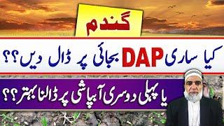 Should we use DAP at sowing or at irrigation stage in wheat crop || Crop Reformer