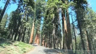 Scenic Drive on HWY198 and Generals HWY Sequoia National Park