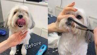 Havanese dog face trim (vertical video)