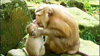 WOW !! Very Sweet baby monkey got warm kiss from grandmother , ASMR Grooming