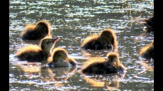 1433. Polák velký, Common Pochard, Tafelente, Tafeleend, Красноголовый нырок, Głowienka zwyczajna