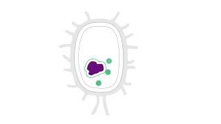 Antibiotic Resistance: How do they break the resistance?