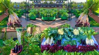 Massive Organic Winter Vegetables Harvesting From My Rooftop Garden// Harvesting Organic Vegetables