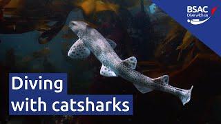 Diving with Catsharks | BSAC - Dive With Us