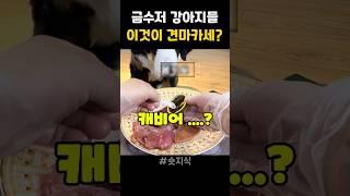 강아지가 오마카세를?
