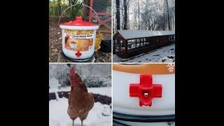 Heated poultry drinker