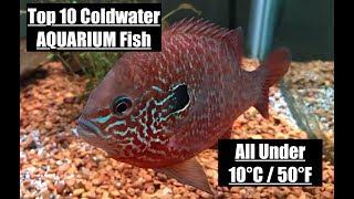 Top 10 COLDWATER fish