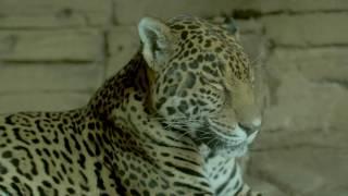 El leopardo: el ancestro más letal del hombre | El Mundo Today 24H