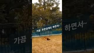 몽구는  못말려~ㅋ