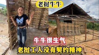 【老挝牛牛】牛牛很生气！老挝工人没有契约精神，厨房还没有盖完，就跑去给别人盖化粪池。