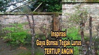 Inspirasi Gaya Bonsai Tegak Lurus Tertiup Angin