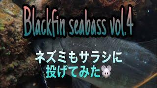 ヒラスズキ　Blackfin seabass vol.4