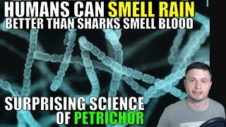 Humans Smell Rain Better Than Sharks Smell Blood - Science of Petrichor