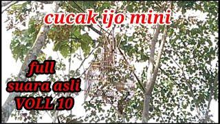 Suara asli pikat cucak ijo mini di hutan