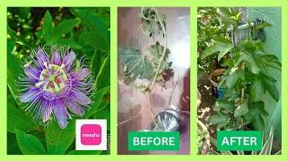 Unboxing Passion Plant.(From Meesho).#plants #flowers #gardening