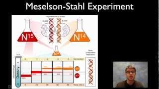 Meselson-Stahl Experiment