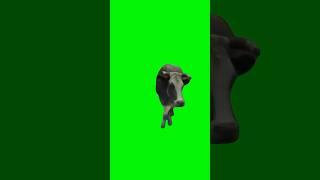 Cow Model Walking Green Screen Effect  #greenscreen