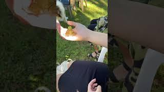 Getting My FROG Baptized #frog #cutefrog #nature #baptism #church #cute