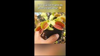 ¿Por qué se muere mi planta carnívora? - La falta de luz #carnifans #plantascarnivoras #venusflytrap