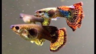 Best Guppy Train Guppies Ever!!!