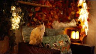 The beautiful CATIO at night with Bertie