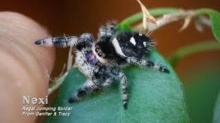 Pet Spider - The Amazing Adventures of Nexi, Genifer's Daughter (and Olive, the Wild-Caught Dog)