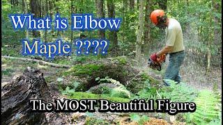 What Is Elbow Maple