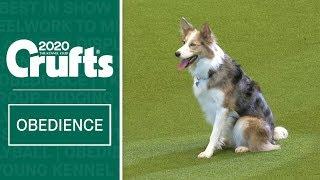 Obedience Championship Display | Crufts 2020