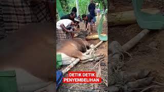 detik detik penyembelihan sapi qurban dihari lebaran idul Adha @wedang jahe04