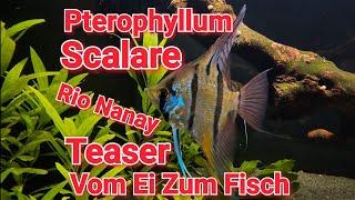 Pterophyllum Scalare Rio Nanay Entwicklung Vom Ei Zum Fisch TEASER !! #scalare #aquaristik #fish