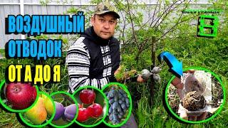 СУПЕР СПОСОБ РАЗМНОЖИТЬ ДЕРЕВЬЯ И КУСТАРНИКИ - ВОЗДУШНЫЕ ОТВОДКИ. ЭКОСАД (ОГОРОД) И ТЕПЛИЦА 22-33