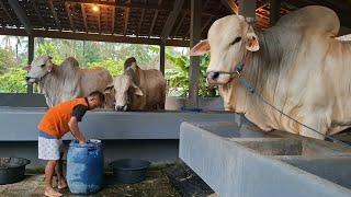 Spek Kontes Sapi Raksasa Baru Setia Farm 