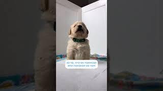 Как приучить щенка к туалету? 