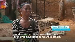 Northeastern Nigeria: Emergency agricultural support for improved food security and nutrition