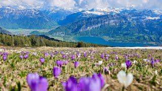 Hiking Interlaken Beatenberg to Niederhorn Mountain, Switzerland | 4K 60p video