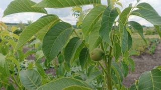 Как ускорить рост сада грецкого ореха. 10 проверенных способов.