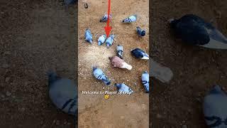 Pigeon trap | Bird trap  Work 100% #shorts #youtubeshorts #ytshorts