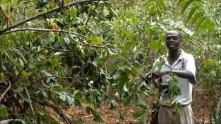 Trees in Diani Episode 3