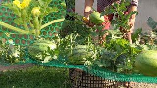 How to grow watermelons and how to care for watermelons to get a lot of fruit and big good.