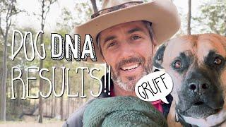 Dog DNA Results + Dingo Talk #vlog