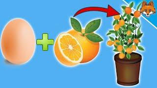 EI + ORANGE  ️ Orangen ganz einfach vermehren  unglaublicher Trick 
