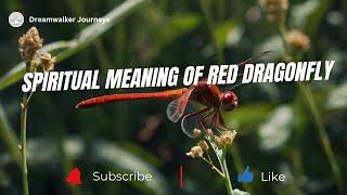 Spiritual Meaning of Red Dragonfly | Red Dragonfly