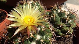 Coryphantha elephantidens