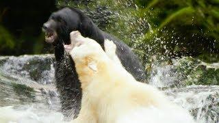 Weiße Bärenmutter kämpft gegen größeres Männchen um den besten Platz | Natura World: Ghost Bear