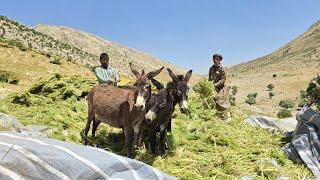 Nomadic Life: Chopping Fodder for Sheep with a Donkey | Nomadic Life in Iran