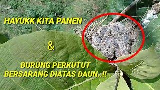 Manen Sarang Burung Perkutut||Bersarang Diatas Daun Jati.