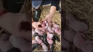 Egg 15 baby rabbit giving birth certificate  #rabbit #shortsfeed #tranding #bunny